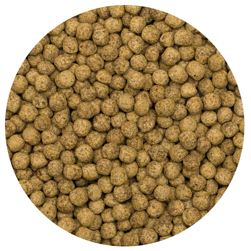 KOI silkworm M.jpg